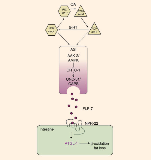 NK2R Weight Loss Breakthrough in 2024: Reverse Obesity and Enhance Energy