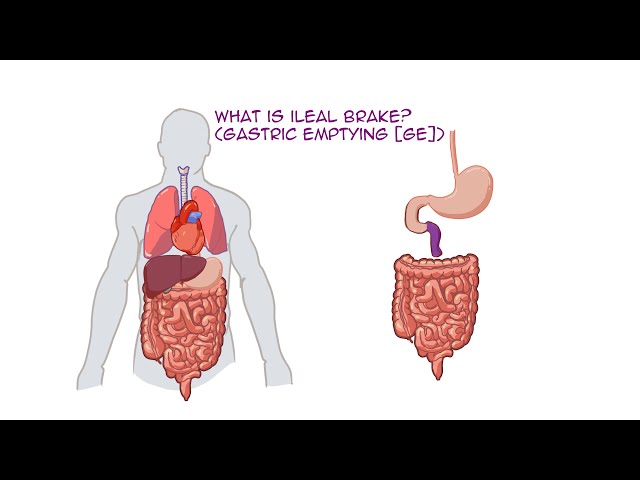 Unlocking the Mystery: How Does Ozempic Work for Weight Loss and Diabetes Control?